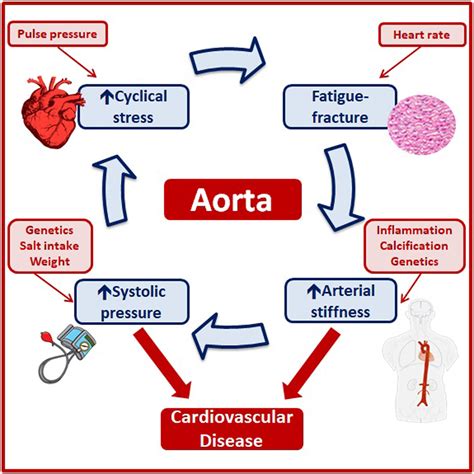 Uses Of Arterial Stiffness In Clinical Practice Arteriosclerosis Thrombosis And Vascular Biology
