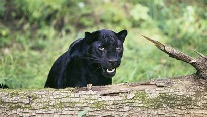 Panther Wild Animal Cat Desktop Dangerous Pet