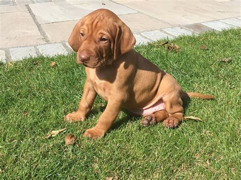 Vizsla Puppies For Sale | Chicago, IL #200358 | Petzlover