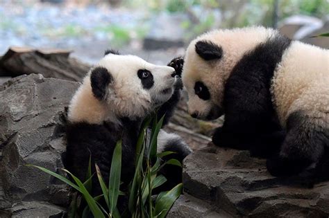 Watch Berlin Zoo Presents Twin Panda Cubs To The Public For The First