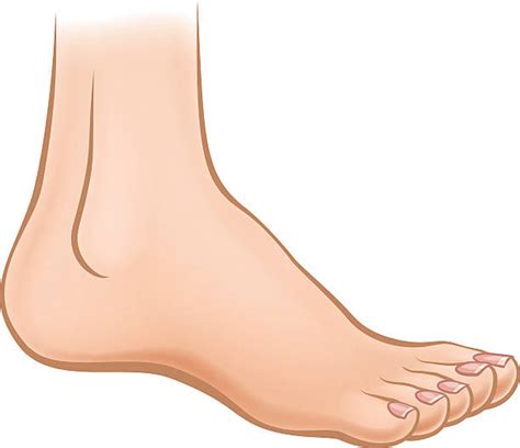 Royalty Free Foot Clip Art Vector Images And Illustrations Istock