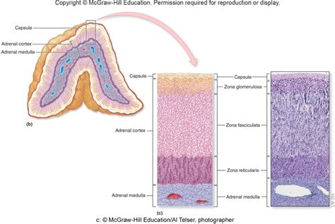 Adrenal Gland Histology Diagram Quizlet