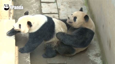 Giant Panda Pair Sets New Mating Record Of 18 Minutes