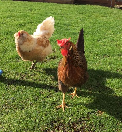 Show Some Pictures Of Your Araucanas Ameraucanas Or Ees Page Backyard Chickens