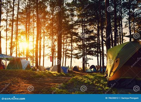 Camping And Tent Under The Pine Forest In Sunset At North Of Thailand