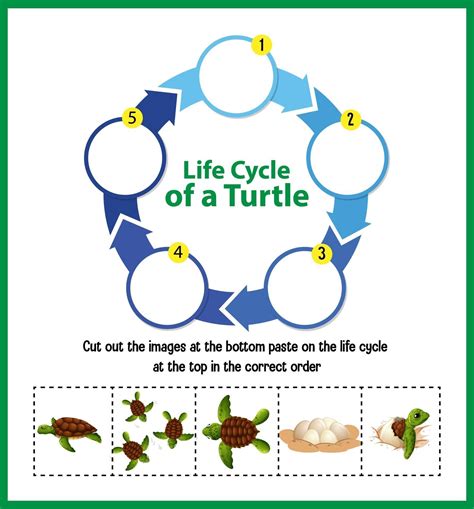 Diagram Showing Life Cycle Of Turtle Vector Art At Vecteezy