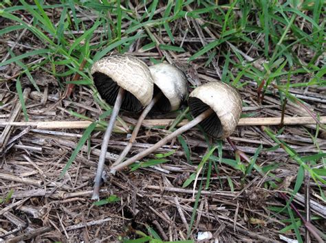 The Official Florida Mushroom Season Thread 2016
