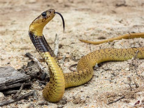 Juvenile Cape Cobra Naja Nivea From Parklands South Africa