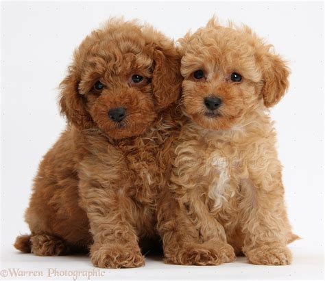 Dogs Two Cute Red Toy Poodle Puppies Photo Toy Poodle Puppies Toy