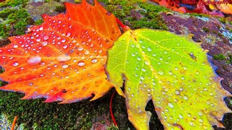 Why Do Tree Leaves Change Color In Fall Earth Earthsky