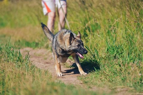 5 Secrets To Stop Your German Shepherd From Leash Pulling