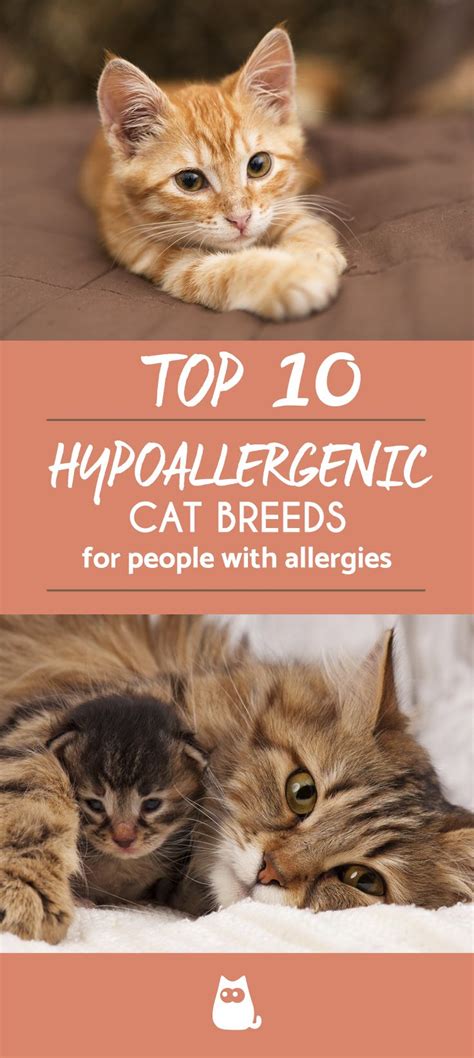 10 Hypoallergenic Cat Breeds For Allergic Families Best Cat Breeds Cat Breeds Hypoallergenic