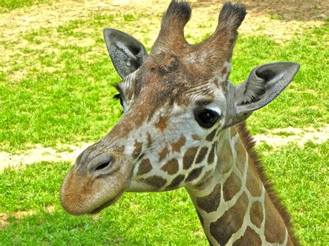 Giraffe Face Photograph By Eve Spring