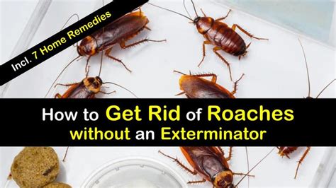 Before deciding how to kill roaches in your home, it is best to develop a plan. How to Get Rid of Roaches without an Exterminator - 7 Home ...