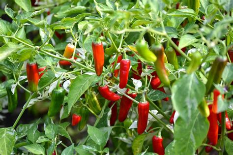 How To Grow Serrano Peppers Plant Instructions
