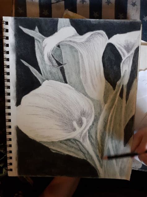Calla Lilies 3 Drawing In Tinted Charcoal KM Gunn Art