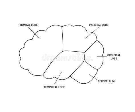 Lobes Of Brain Human Side View Template Line Different Areas Of Brain