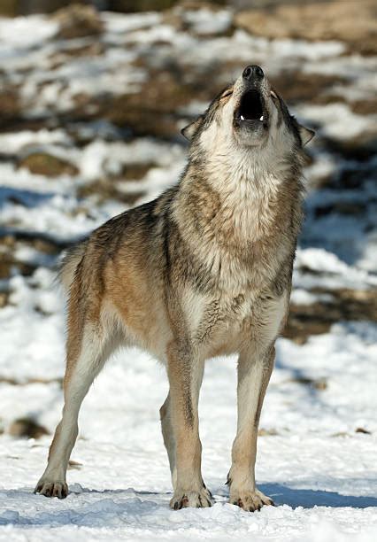 Best Wolf Front View Stock Photos Pictures And Royalty Free Images Istock