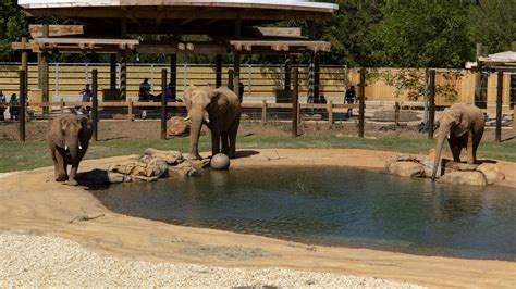 Corporate Virtual Tour Experiences Zoo Atlanta