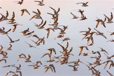 Flock Of Birds Flying At Dawn Stock Image Image Of Dawn Freedom