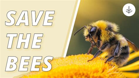 7 Ways To Help Save The Bees Livekindly Youtube