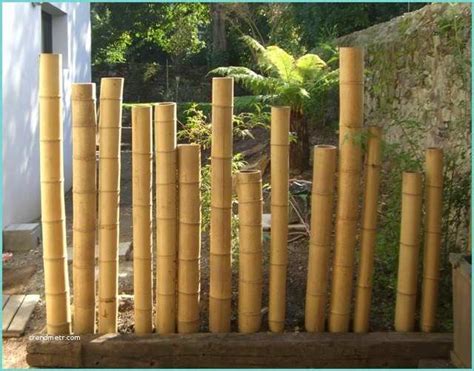 Tige De Bambou Naturel Lucky Bambou torsadé Cannes Chinoises France