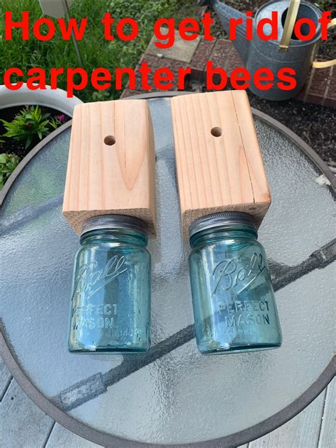 How to get rid of carpenter bees: Pin on Carpenter Bees