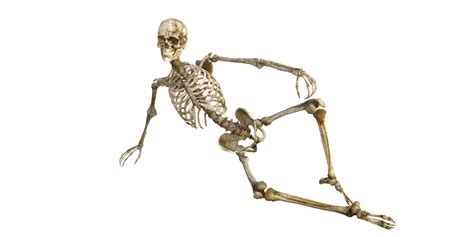 Png Skeleton Bones Transparent Skeleton Bonespng Images Pluspng