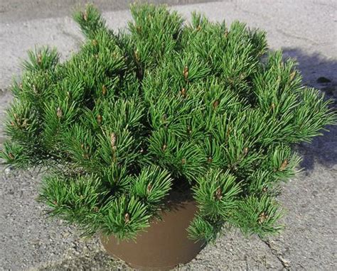 PINUS Mugo Pumilio