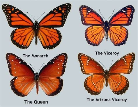 Compare Monarch And Queen Butterflies Monarch Butterfly Images