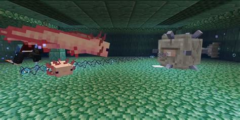 How To Care For Your Axolotl In Minecraft Mudfooted