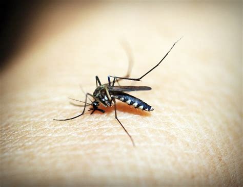 To Eradicate Malaria Usd 38 Bn Pledged For Research On Prevention And
