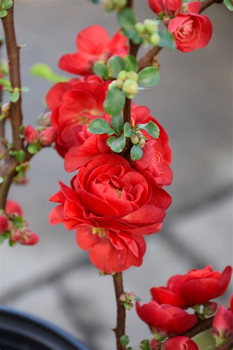 Double Take Scarlet Flowering Quince Calloways Nursery