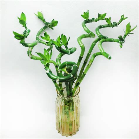 Lucky Bamboo Spiral 3 Sticks 45cm Buy Online India At