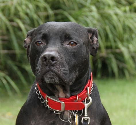 Black Pitbull Puppy Images Download Pitbull Dog Female Black