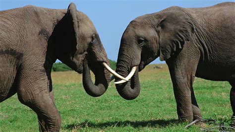 Walking Between Two Elephants Wels