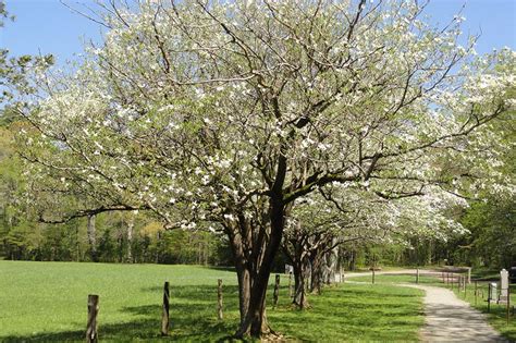 Best Shade Trees Choosing The Best Shade Trees For Your Yard