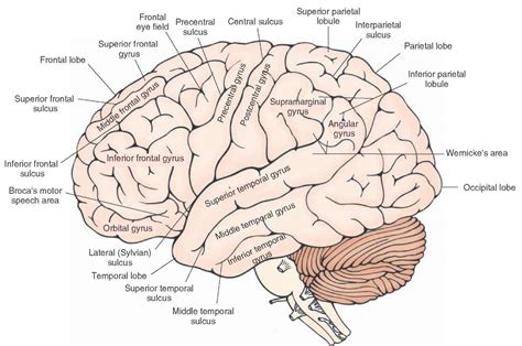 Human Brain Parts Names