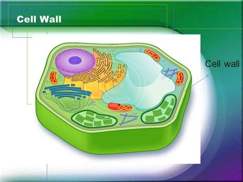 Plant Cell Wall Structure And Function Plant Cell Cell Wall Plant