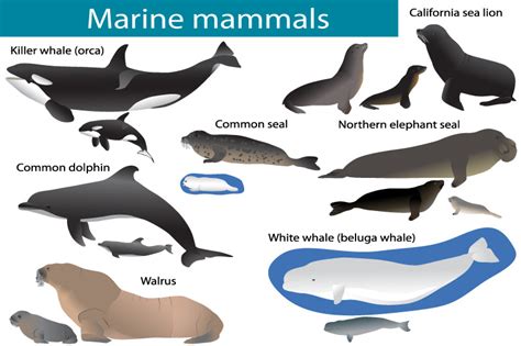 Marine Mammals By Viktoria1703