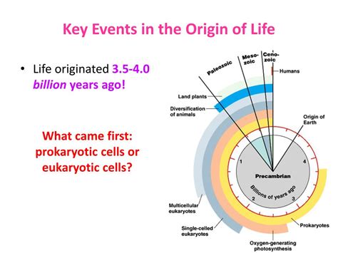 Ppt The Evolutionary Tree Of Life Can Be Documented With Evidence