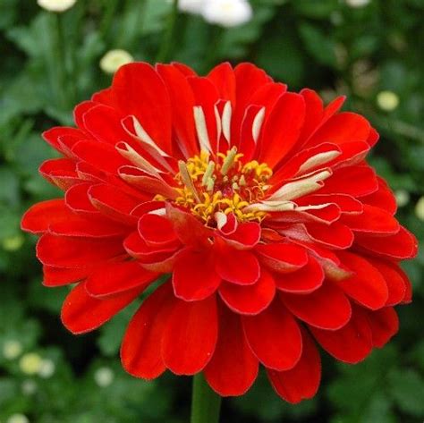 What potted flowers attract hummingbirds? Zinnia - This popular annual features brightly colored ...