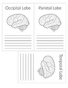 Start studying labeling brain and ventricles. Brain Labeling Worksheets by Hatching Curiosity | TpT