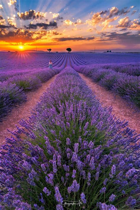 Vẻ đẹp Mộng Mơ Của Các Cánh đồng Hoa Lavender ở Pháp Đi Du Lịch