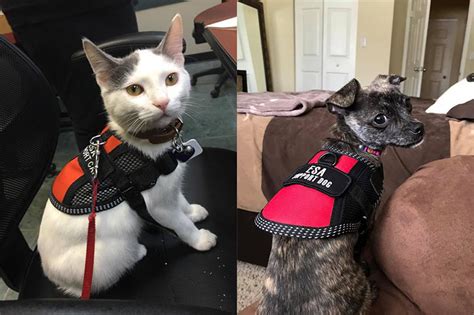Service dog vests and emotional support dog vests are not required but encouraged when traveling or in public places. US Service Animals - How to Make My Animal an Emotional ...