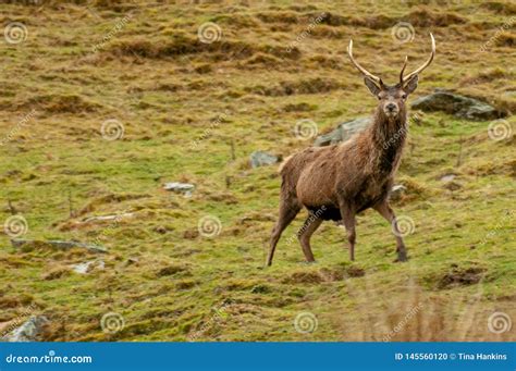 Red Deer Stag Spotted On The Highlands Of Scotland Stock Photo Image