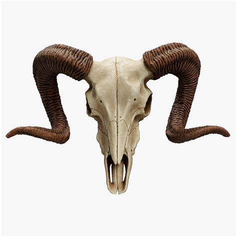 Bighorn Ram Skull 3d Model 29 Fbx Max Obj Gltf Unknown Usdz