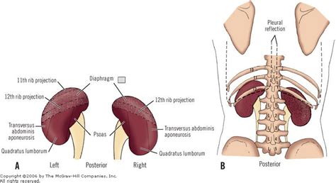 The kidneys are located _ a. Kidneys touching ribs and diaphram | Transversus abdominis, Medical studies, Print