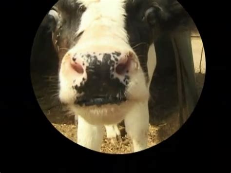 Sound Ideas Cow Single Moo Animal 02image Galleryhome Videos