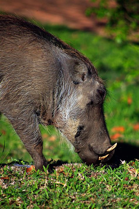 Warthog Eating Photograph By Trevor C Steenekamp